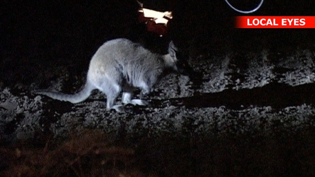 Kænguruer på fri Vorbasse efter hærværk | LOCAL EYES