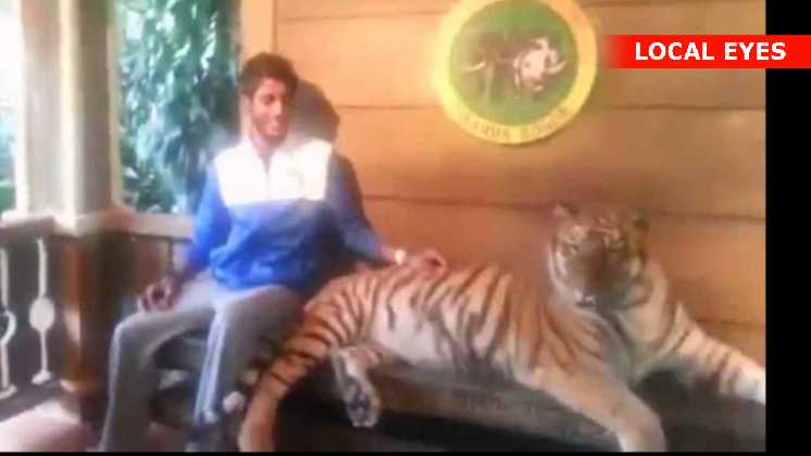 Modig fyr med tiger