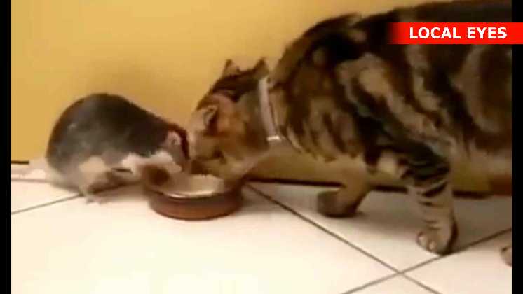 kat deler sin mælk med en rotte.