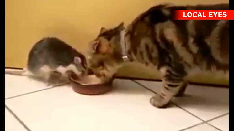 kat deler sin mælk med en rotte.